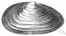 steamer clam - an edible clam with thin oval-shaped shell found in coastal regions of the United States and Europe