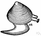 Veneridae - hard-shell clams
