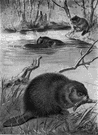 New World beaver - a variety of beaver found in almost all areas of North America except Florida