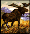 Alces alces - large northern deer with enormous flattened antlers in the male