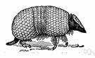 Tolypeutes - a genus of Dasypodidae