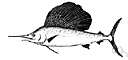 Istiophorus albicans - a kind of sailfish