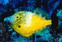 Monocanthidae - filefishes