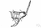 prothorax - the anterior part of an insect's thorax
