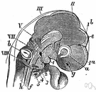 third eye - a sensory structure capable of light reception located on the dorsal side of the diencephalon in various reptiles