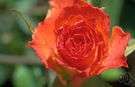 flower petal