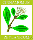 Ceylon cinnamon tree - tropical Asian tree with aromatic yellowish-brown bark