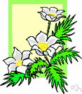 windflower - any woodland plant of the genus Anemone grown for its beautiful flowers and whorls of dissected leaves