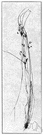 slender rush - tufted wiry rush of wide distribution