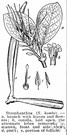 strophanthus - any of various shrubs or small trees of the genus Strophanthus having whorled leaves and showy flowers of various colors in dense and corymbose clusters