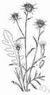 Centaurea solstitialis - European weed having a winged stem and hairy leaves
