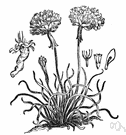 cliff rose - tufted thrift of seacoasts and mountains of north temperate zone