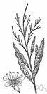 genus Tamarix - genus of deciduous shrubs or small trees of eastern Mediterranean regions and tropical Asia