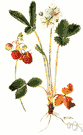Virginia strawberry - North American wild strawberry with sweet scarlet fruit
