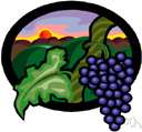 Sauvignon grape - small blue-black grape of Medoc region of France highly prized in winemaking