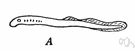 cyclostome - primitive aquatic vertebrate