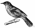 thrush nightingale - large nightingale of eastern Europe