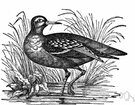 phalarope - small sandpiper-like shorebird having lobate toes and being good swimmers