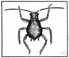 suborder Homoptera - plant lice (aphids)