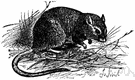 Meriones longifrons - southern European gerbil