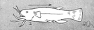 Malopterurus - electric catfish