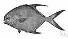 Trachinotus falcatus - large game fish