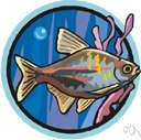 genus Hemigrammus - tetras genus Hemigrammus - tetras