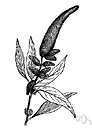 thorny amaranth - erect annual of tropical central Asia and Africa having a pair of divergent spines at most leaf nodes