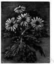 genus Argyranthemum - comprises plants often included in the genus Chrysanthemum