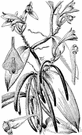 Trilisa - genus of herbs of southern United States