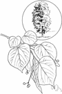Tilia - deciduous trees with smooth usually silver-grey bark of North America and Europe and Asia: lime trees
