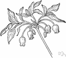false azalea - straggling shrub of northwestern North America having foliage with a bluish tinge and umbels of small bell-shaped flowers