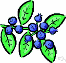 blueberry bush - any of numerous shrubs of the genus Vaccinium bearing blueberries