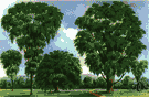 white elm - large ornamental tree with graceful gradually spreading branches common in eastern North America