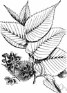 slippery elm - North American elm having rough leaves that are red when opening