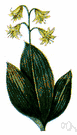 Clinton's lily - any temperate liliaceous plant of the genus Clintonia having broad basal leaves and white or yellowish or purplish flowers followed by blue or black berries