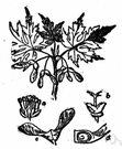 Acer campestre - shrubby Eurasian maple often used as a hedge