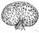Sclerodermatales - an order of fungi having a peridium surrounding a gleba (sometimes placed in subclass Homobasidiomycetes)