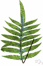rabbit's-foot fern - tropical American fern with brown scaly rhizomes cultivated for its large deeply lobed deep bluish-green fronds