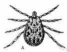 tick fever - caused by rickettsial bacteria and transmitted by wood ticks