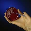 nutrient agar - any culture medium that uses agar as the gelling agent