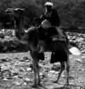 artiodactyl - of or relating to or belonging to mammals of the order Artiodactyla