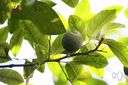 mellowingly - so as to mellow