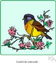 Saxicola torquata - common European chat with black plumage and a reddish-brown breast
