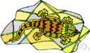 Ptychozoon - flying geckos