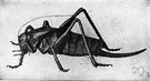 Mormon cricket - large dark wingless cricket-like katydid of arid parts of western United States