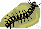 caterpillar - a wormlike and often brightly colored and hairy or spiny larva of a butterfly or moth