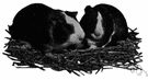 genus Cavia - type genus of the Caviidae: guinea pigs genus Cavia - type genus of the Caviidae: guinea pigs