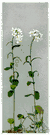 tower cress - European cress having stiff erect stems