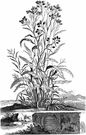 genus Gnaphalium - large widely distributed genus of coarse hairy herbs with whitish involucres